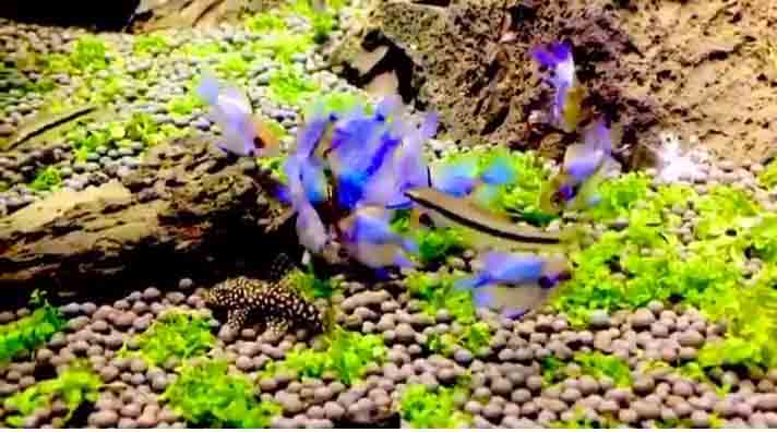 aquarium in tehran
