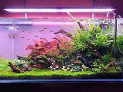 aquariumpanet806 14