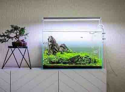 aquariumplant20