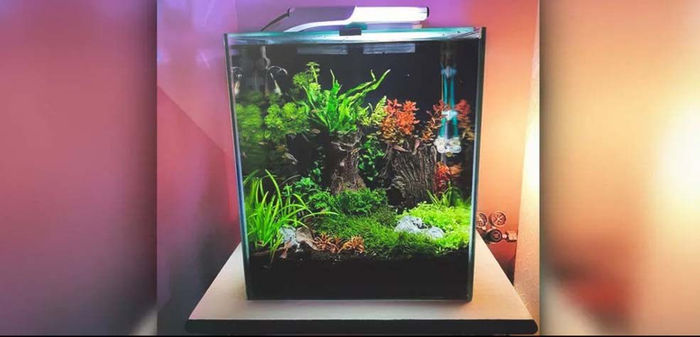 nano aquaium