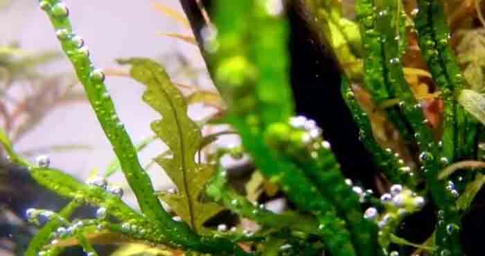plant aqarium