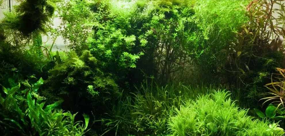 plant aquarium best